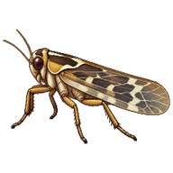 Planthopper