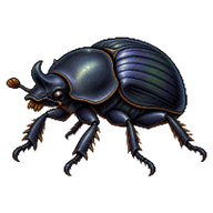 Dung Beetle
