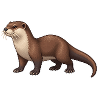 Asian Small-clawed Otter
