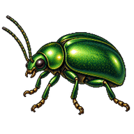Green Dock Beetle