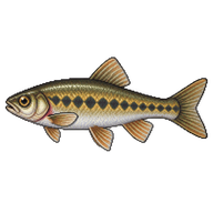 European Minnow