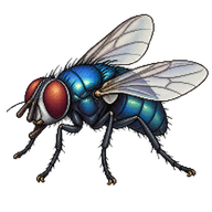 Common Bluebottle Fly