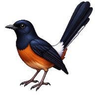 White-rumped Shama