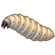 Common Bluebottle Fly Larva