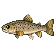 Brown Trout Juvenile