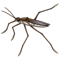 Water Strider
