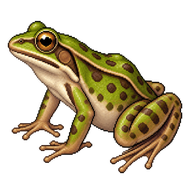 Common Greenback Frog