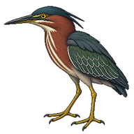 Green Heron