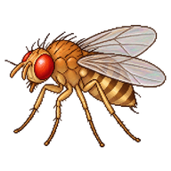 Common Fruit Fly