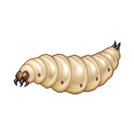 Common Fruit Fly Larva