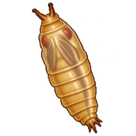 Common Fruit Fly Pupa