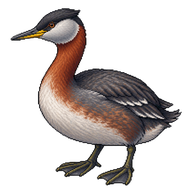 Red-necked Grebe