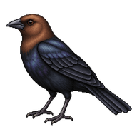 Brown-headed Cowbird
