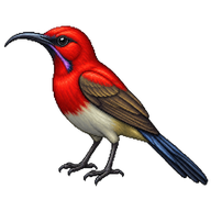 Crimson Sunbird