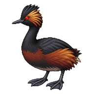Eared Grebe