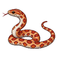 Corn Snake Juvenile