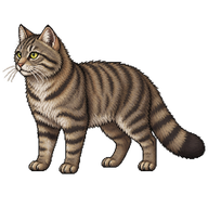 European Wildcat