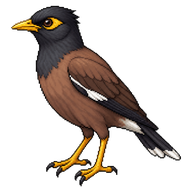 Javan Myna
