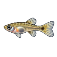 Guppy Fry