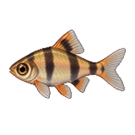 Tiger Barb Fry