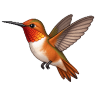 Allen's Hummingbird