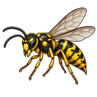 German Wasp