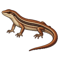 Common Sun Skink