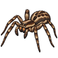 Common Laceweaver