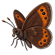 Large Ringlet