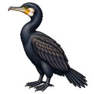 Great Cormorant