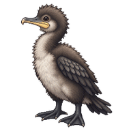 Great Cormorant Chick