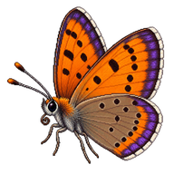 Purple-edged Copper