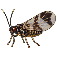 Blackened Hawthorn Psyllid