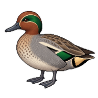 Eurasian Teal