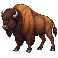 American Bison