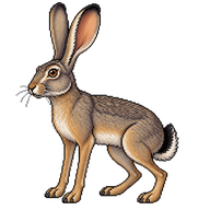 Black-tailed Jackrabbit