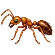 Thief Ant