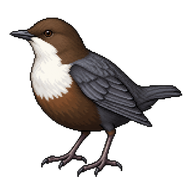White-throated Dipper