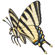 Scarce Swallowtail