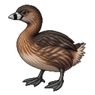 Pied-billed Grebe