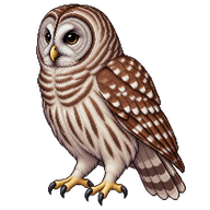 Barred Owl