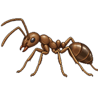 Argentine Ant
