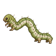 Winter Moth Caterpillar