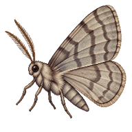 Winter Moth