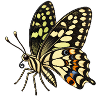 Lime Butterfly