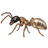 Ghost Ant