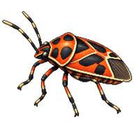 Ornate Shield Bug