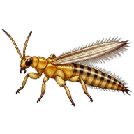 Onion Thrips