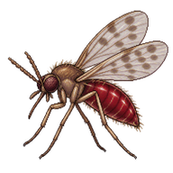 Biting Midge