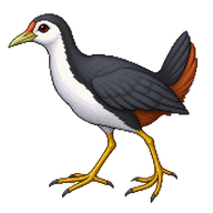 White-breasted Waterhen